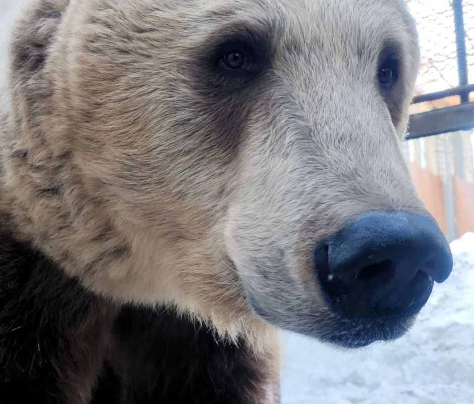 В Омскую область пришла весна - в Большереченском зоопарке проснулись первые медведи