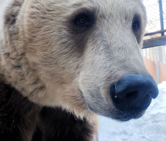 В Омскую область пришла весна - в Большереченском зоопарке проснулись первые медведи