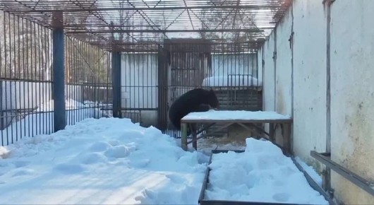 В Большереченском зоопарке проснулись медведи
