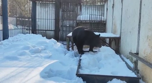 В Большереченском зоопарке медведи вышли из спячки