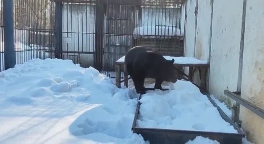 В Большереченском зоопарке мишки выходят из спячки