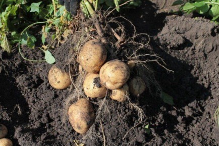 ��� ��������� �������� � ����: ������� ������� ������