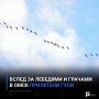 Вслед за лебедями и грачами в Омск прилетели гуси
