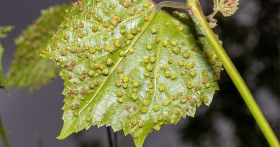 ��� �������� ����������� �� ����������: ������ � ������������