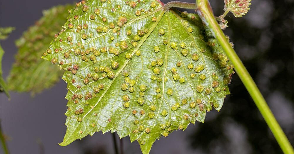 Как защитить виноградник от вредителей: советы и рекомендации