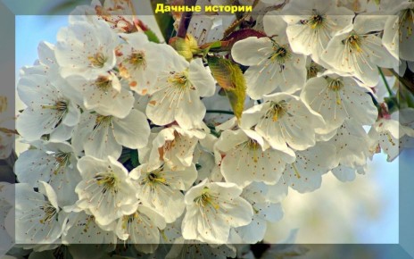 Как обеспечить черешне обильный и сладкий урожай: важные советы по подкормке