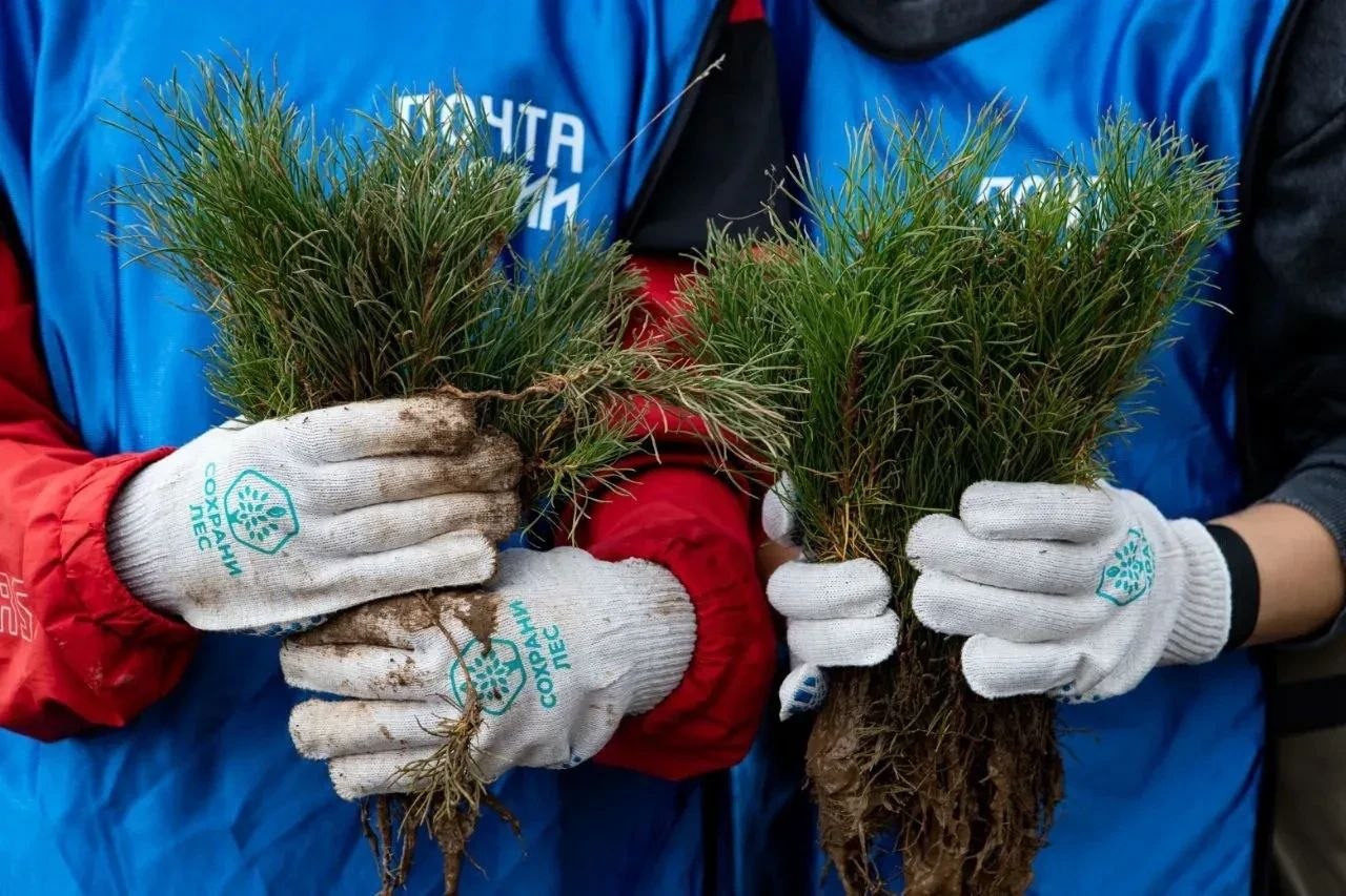 29 000 клиентов Почты России в Омской области внесли вклад в сохранение лесов