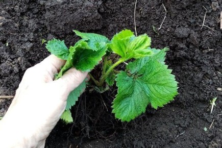 ��� �� �������� ��������: 5 ������ ������������ �� �����