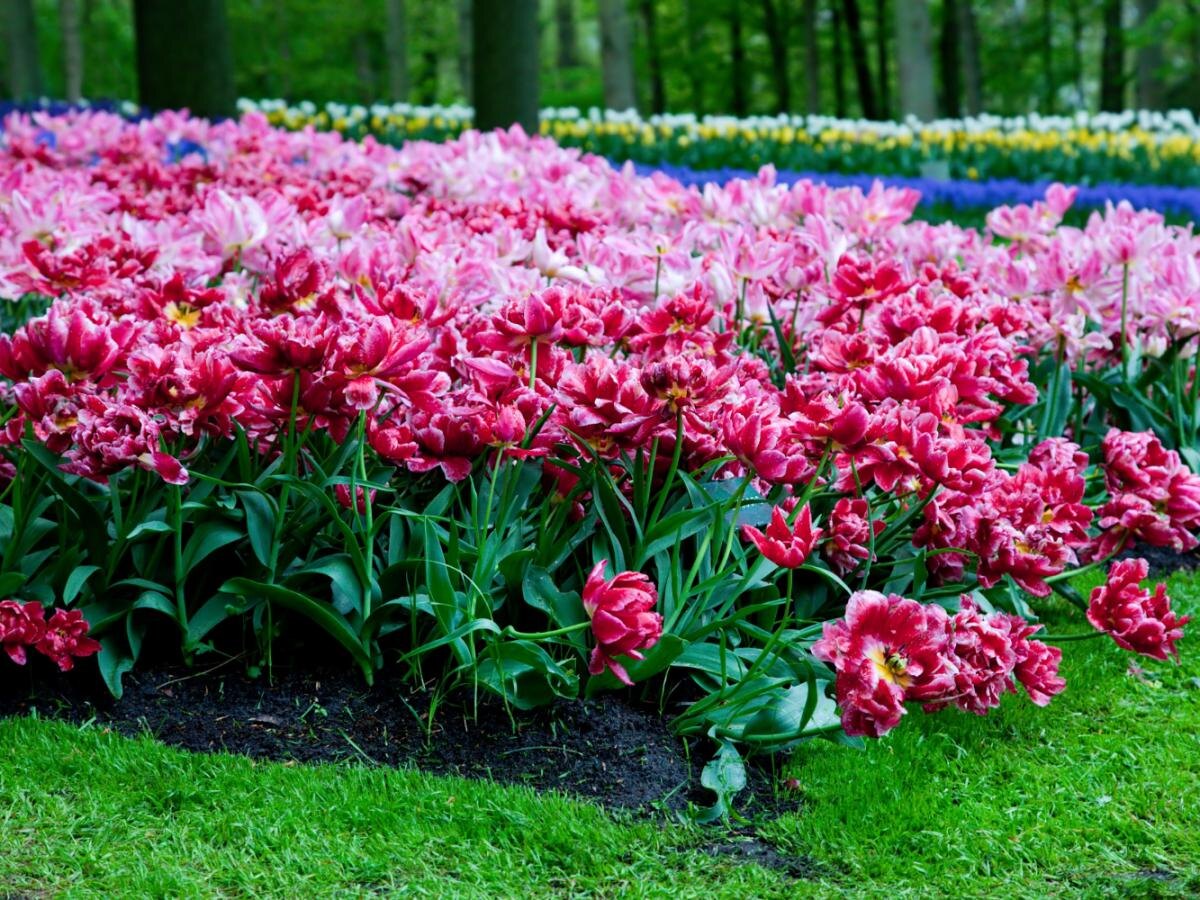 Как создать идеальный сад: 17 вдохновляющих шагов