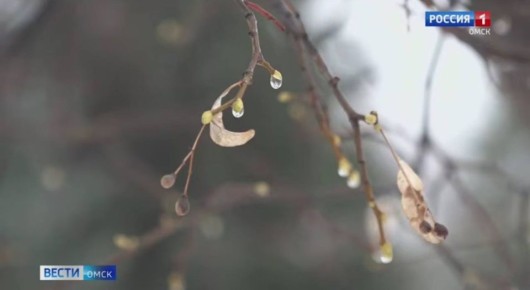 Из-за потепления в Омской области стали отменять автобусные маршруты