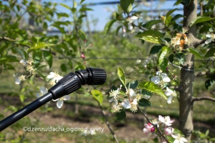 Эффективная весенняя обработка сада: секреты защиты растений