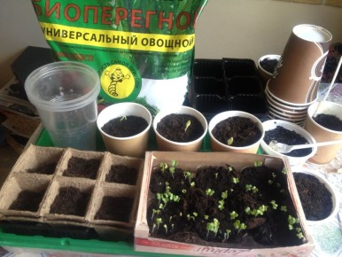 ��� ������� ��������� ���������� ��� �������: ������������ ������