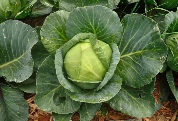 Капустные кочаны: секреты успешного выращивания и ухода