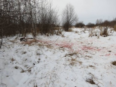 В Омской области прокуратура направила в суд уголовное дело по факту охоты на 2 лосей