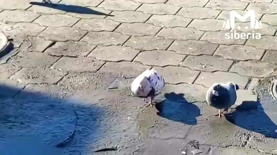 ������� �������� ������ �������� � �����