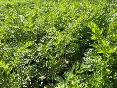 ��������� ������������: ��� ������ � ��������� ��������