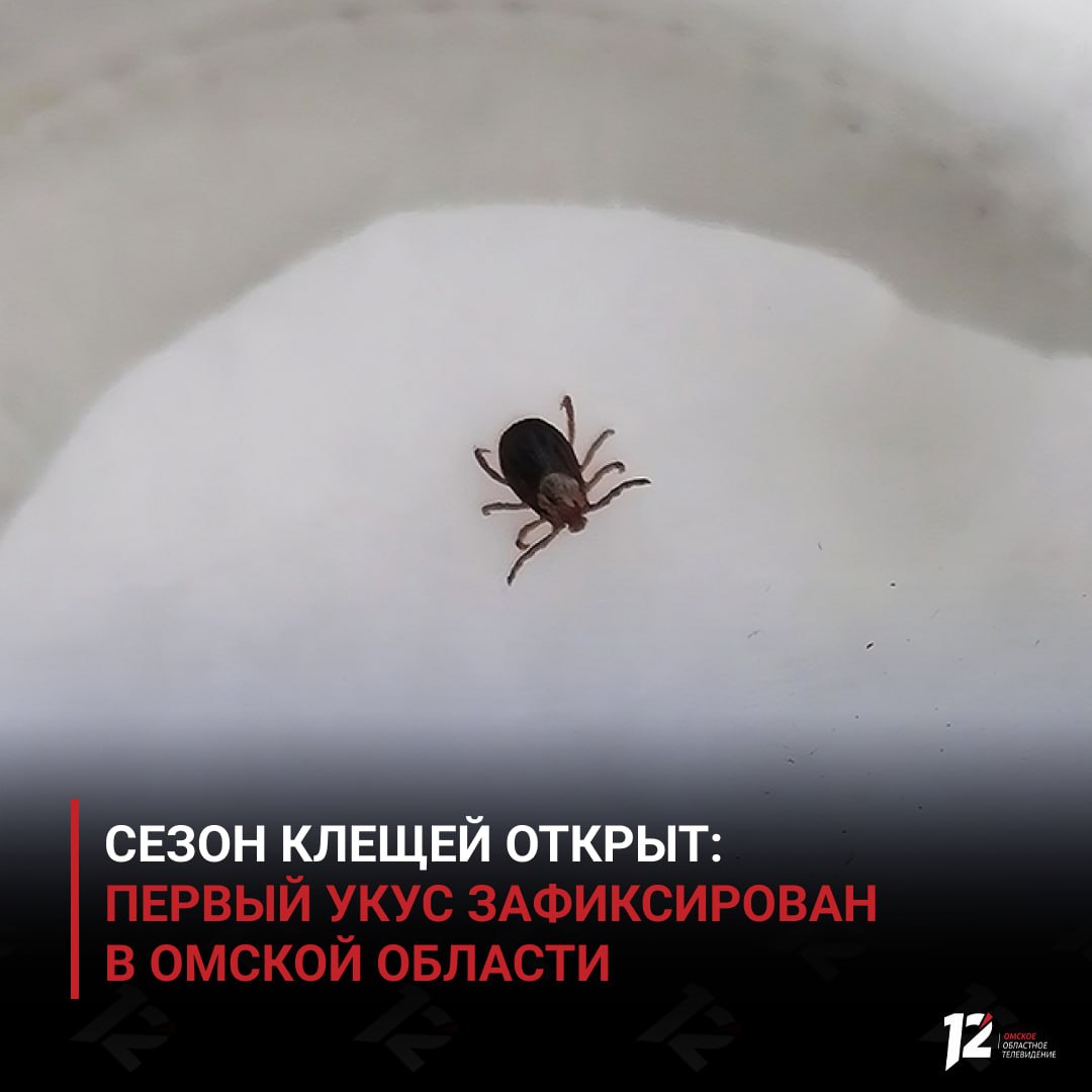 Сезон клещей открыт: первый укус зафиксирован в Омской области