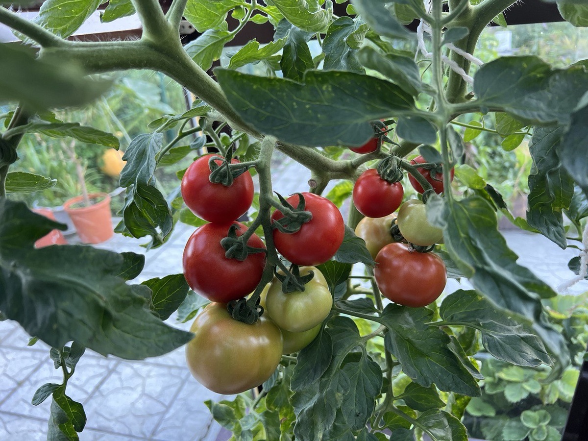 Как выбрать идеальные помидоры для теплицы
