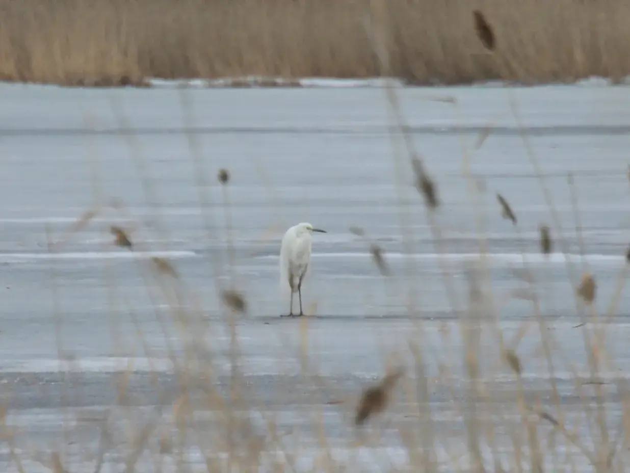 В «Птичьей гавани» появились первые весенние гости — белые и серые цапли