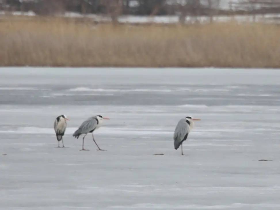 В «Птичьей гавани» появились первые весенние гости — белые и серые цапли В «Птичьей гавани» появились первые весенние гости — белые и серые цапли