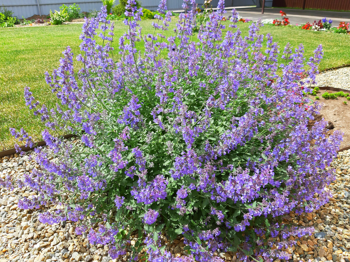 Котовник: многолетник, который радует цветами с весны до осени