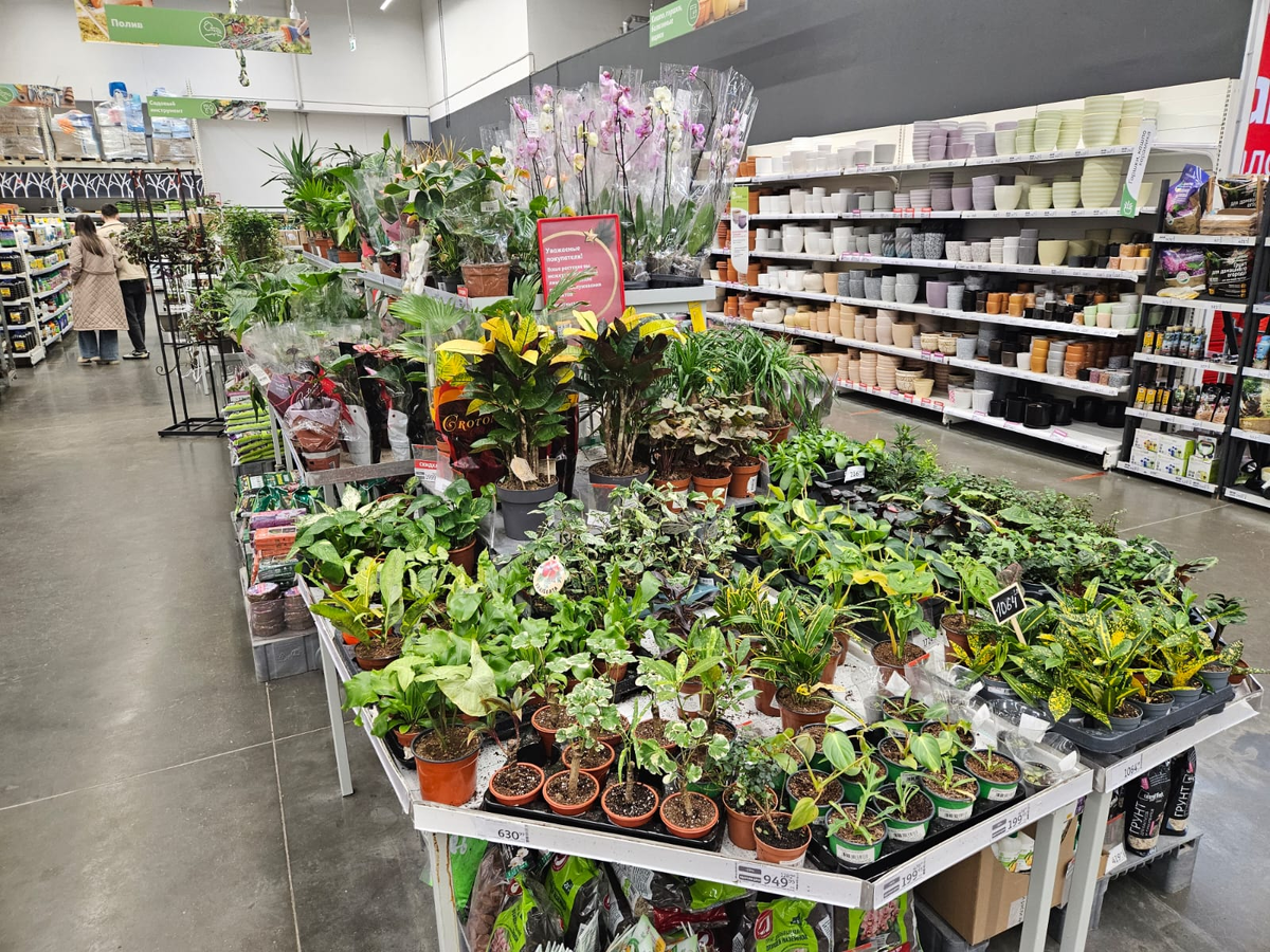 Неприхотливые растения, которые не наскучат: откройте для себя новинки