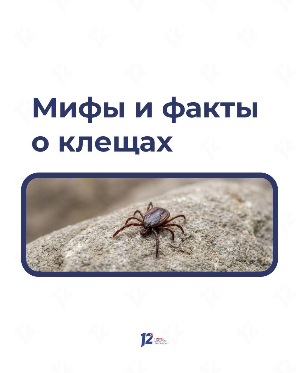 Прыгают с деревьев на людей в белом? Мифы и факты о клещах