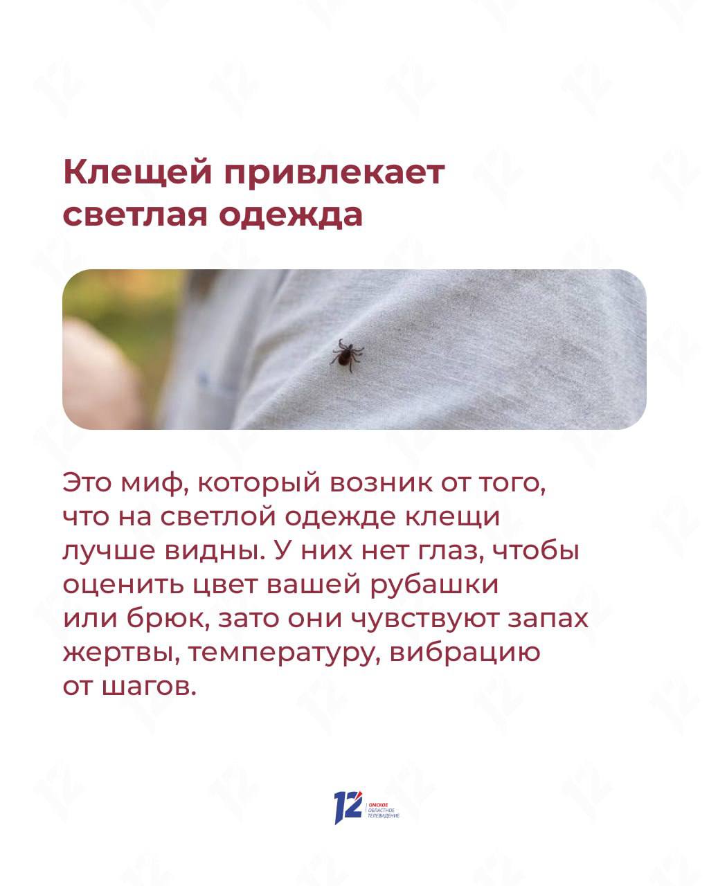 Прыгают с деревьев на людей в белом? Мифы и факты о клещах Прыгают с деревьев на людей в белом? Мифы и факты о клещах