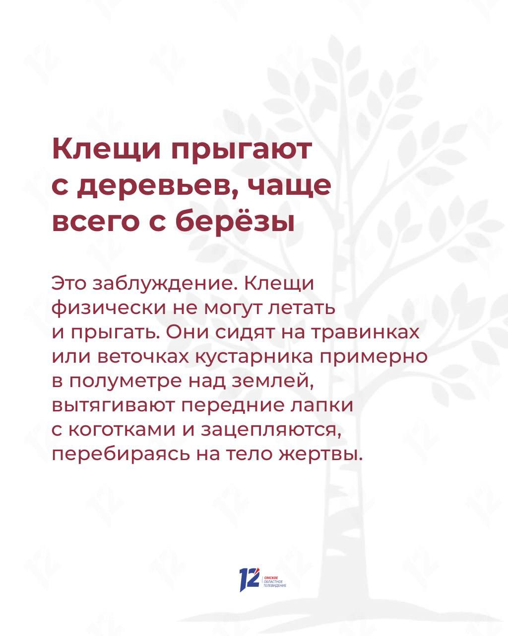 Прыгают с деревьев на людей в белом? Мифы и факты о клещах Прыгают с деревьев на людей в белом? Мифы и факты о клещах