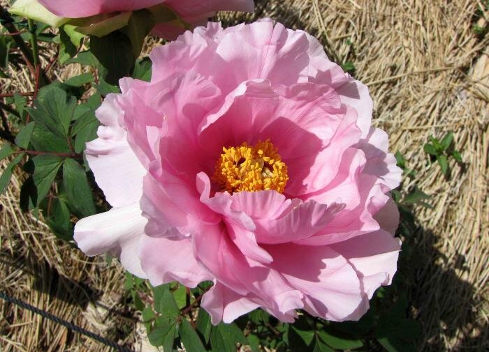 Как пионы могут преобразить ваш сад