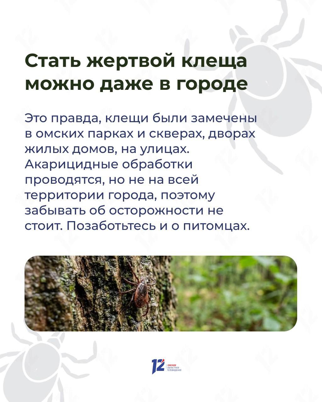 Прыгают с деревьев на людей в белом? Мифы и факты о клещах Прыгают с деревьев на людей в белом? Мифы и факты о клещах