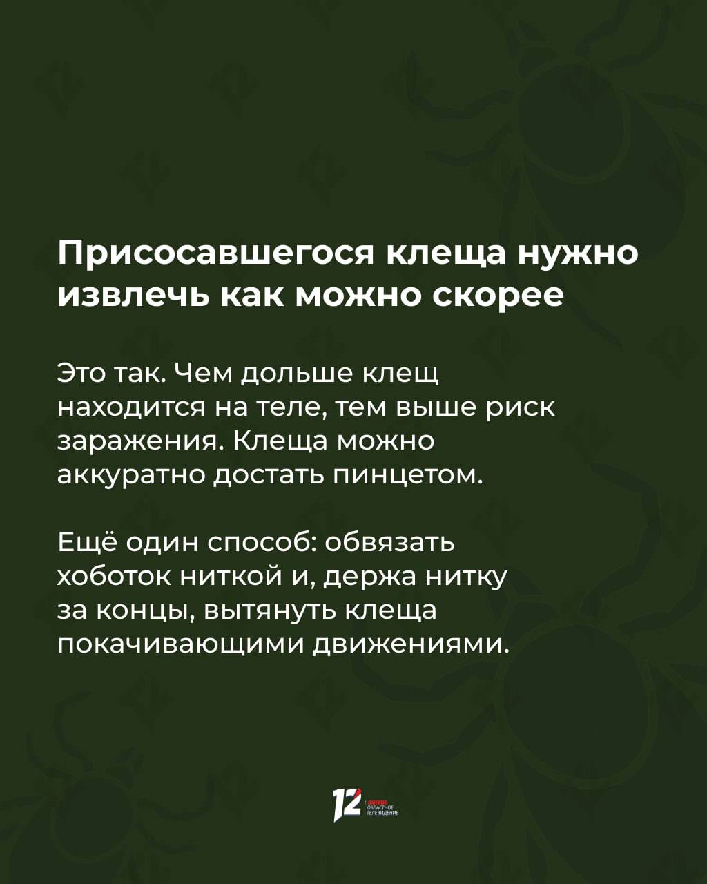 Прыгают с деревьев на людей в белом? Мифы и факты о клещах Прыгают с деревьев на людей в белом? Мифы и факты о клещах