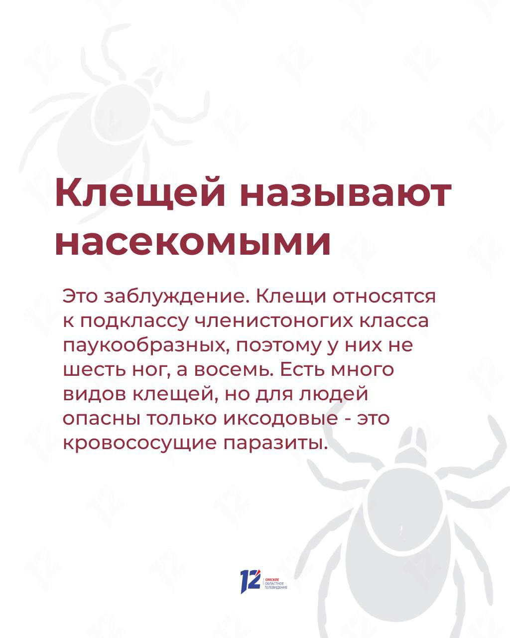 Прыгают с деревьев на людей в белом? Мифы и факты о клещах Прыгают с деревьев на людей в белом? Мифы и факты о клещах