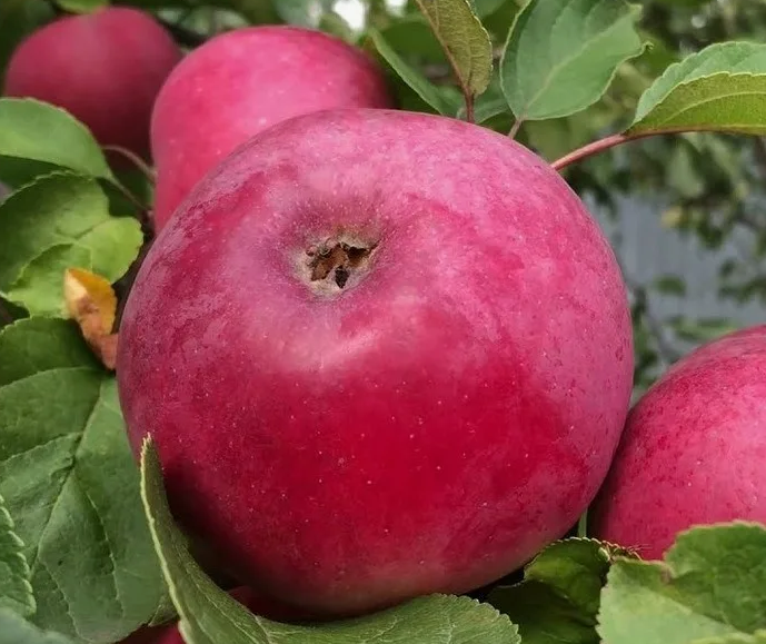 Секреты Мичурина: советы для урожая, которые не устарели