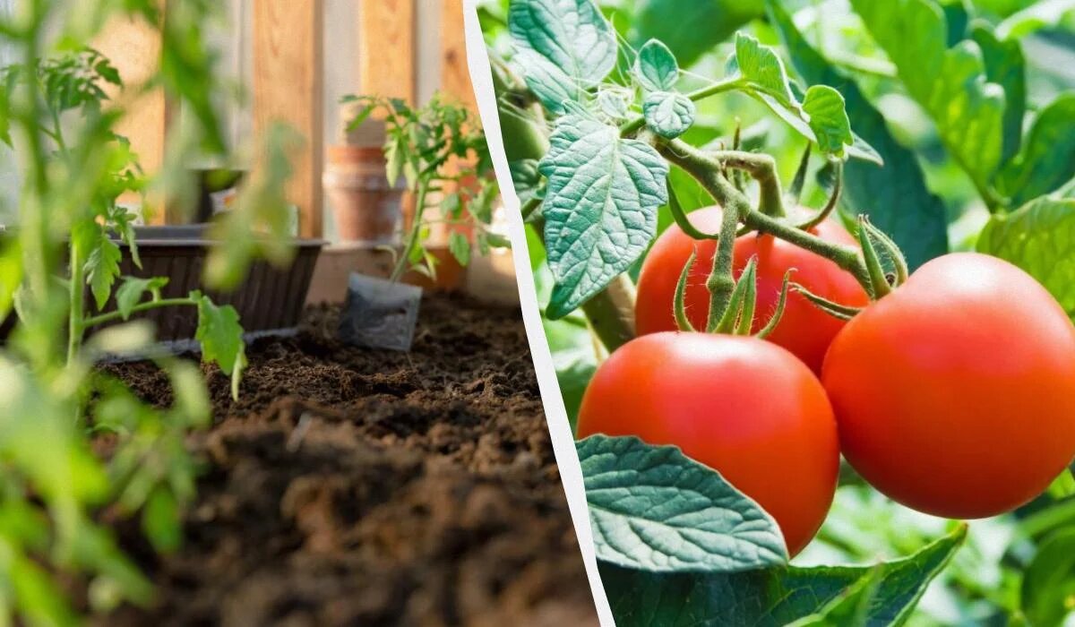 Когда сеять томаты на рассаду: лунный календарь и успешные советы