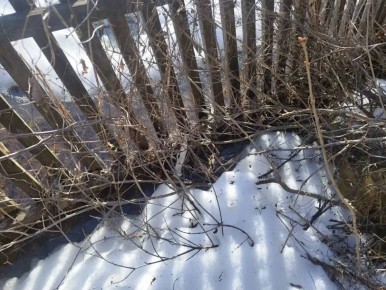 ����������� ����-��������� ������ ������ ������� ���������� ����������� ��������� �� ������ 19-������� �������� ������, ����������� � ����� ������ �������������