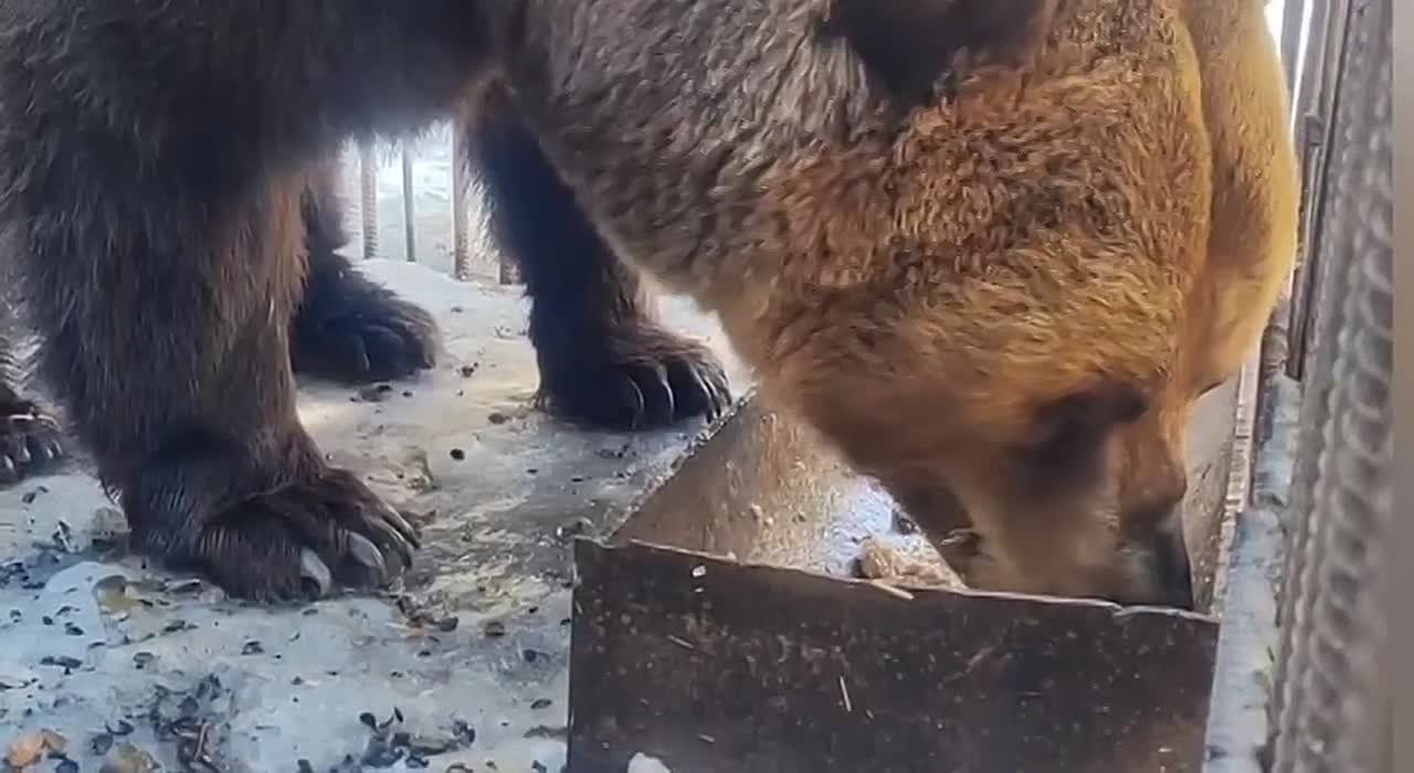 Все медведи проснулись: в Большереченском зоопарке официально началась весна