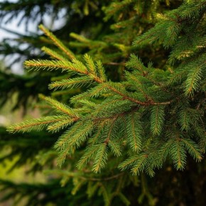 ������ �����, ���� � ������ �������� �� ��������� ������ � ���� ����, ������� ��� ����� ������ ������