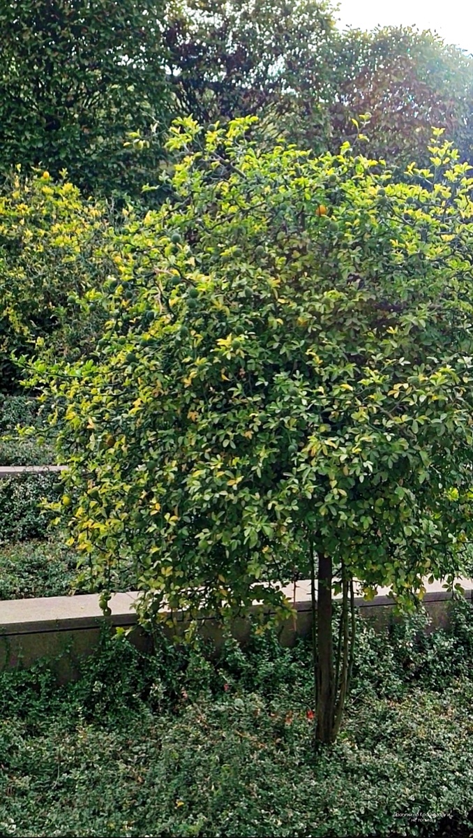 Удивительные плоды понцируса в парке Галицкого