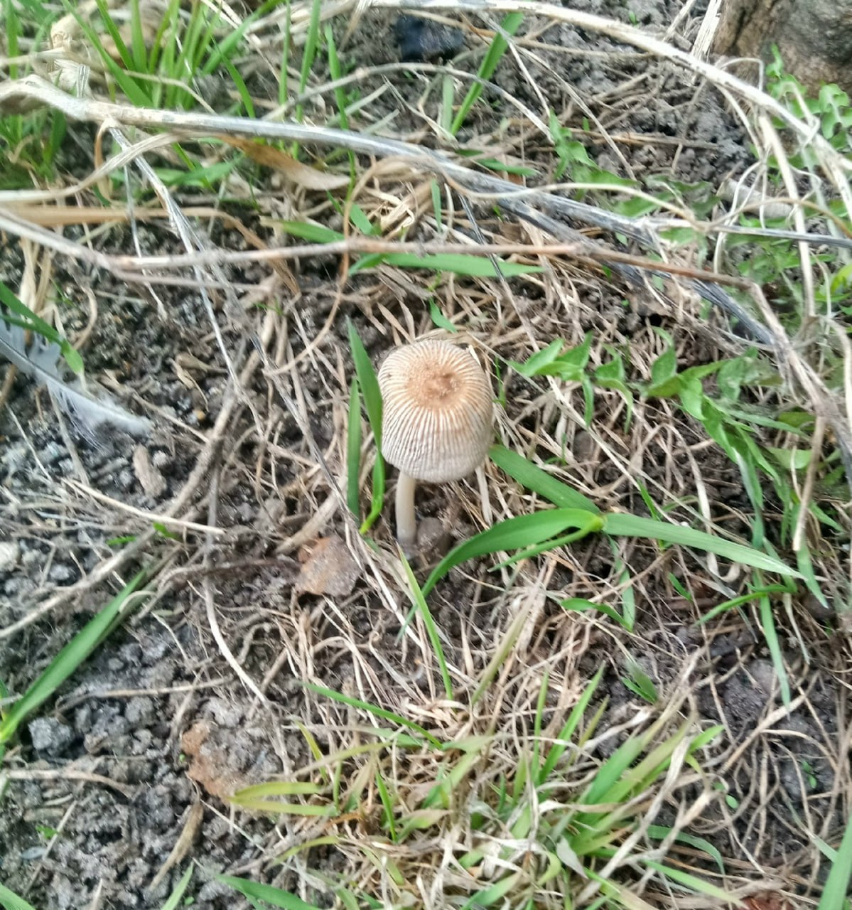 Омичи нашли первые в этом году грибы Омичи нашли первые в этом году грибы