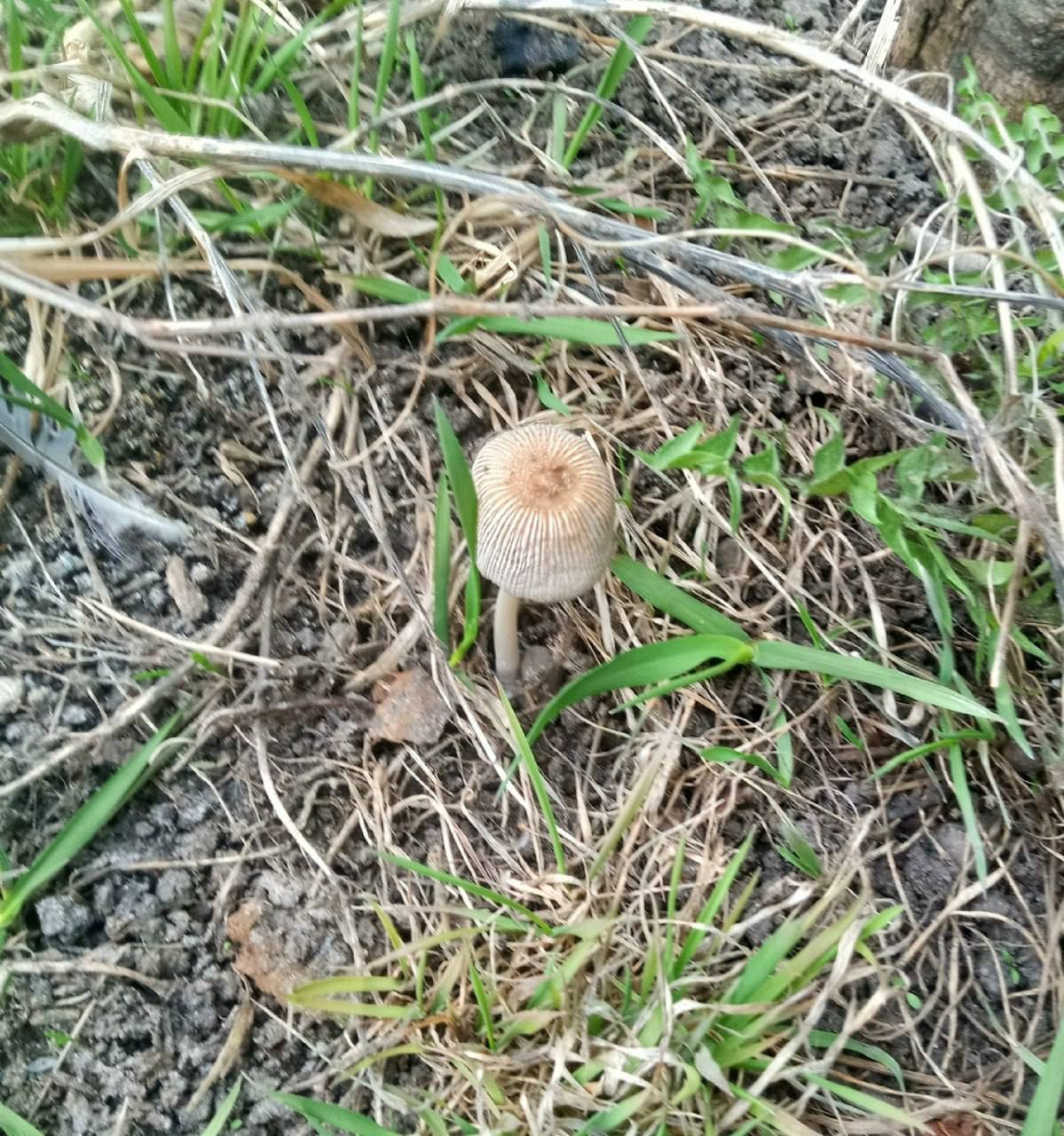 Омская «тихая охота» открыта: первые грибы нашли в Береговом Омская «тихая охота» открыта: первые грибы нашли в Береговом