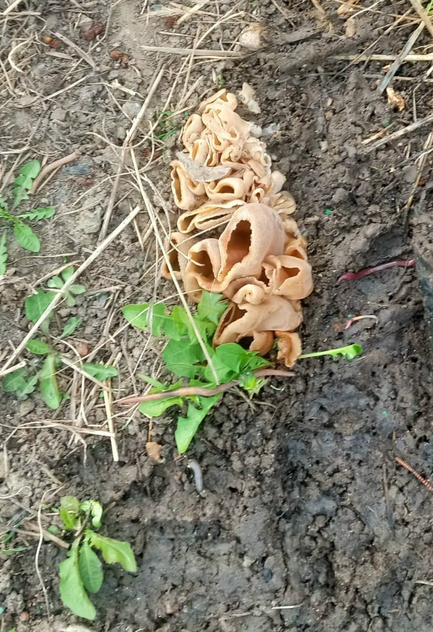 Омская «тихая охота» открыта: первые грибы нашли в Береговом