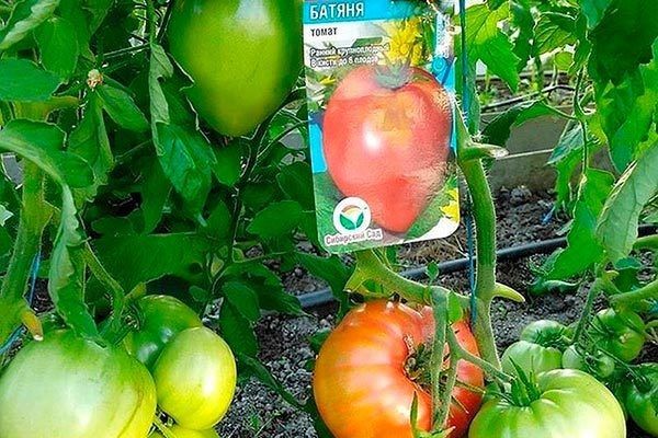 ����� ������: ������� ��������� ����������� � ����� ��������������