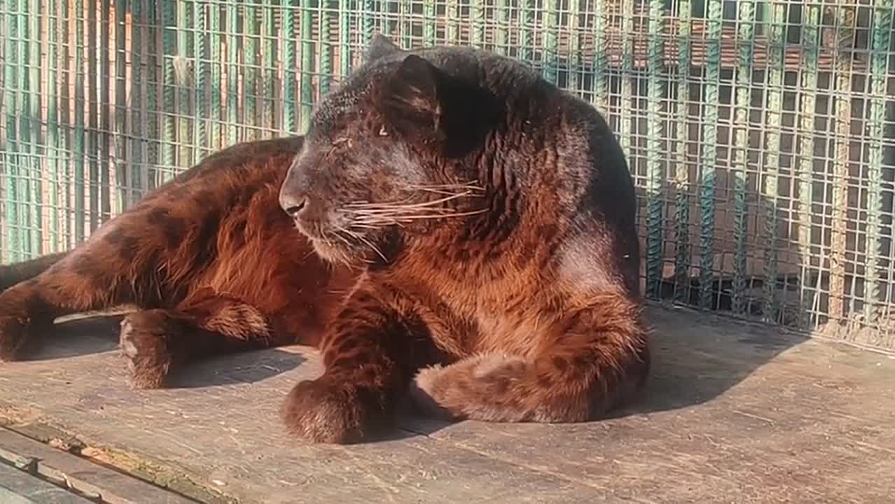 Чёрная красавица Багира нежится на солнце в Большереченском зоопарке