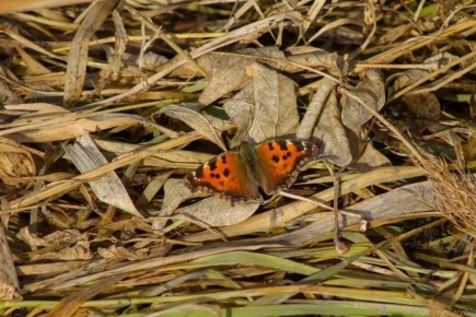 ������ ����, �����!. � ����� �������� ������ �������