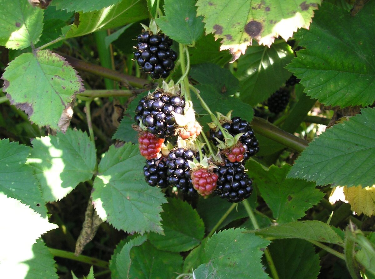 Правильная подготовка ежевики к зимнему сезону