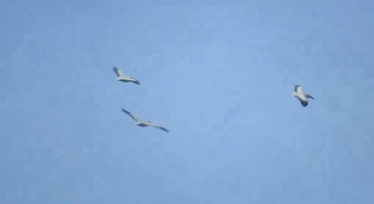 В Омскую область после долгой зимовки вернулись кудрявые пеликаны