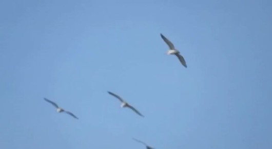 Кудрявые пеликаны вернулись в Омскую область