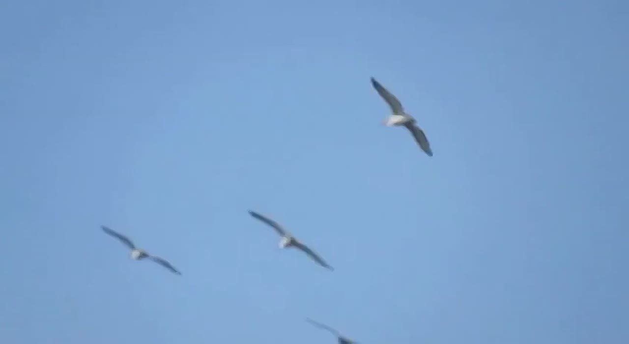 Кудрявые пеликаны вернулись в Омскую область