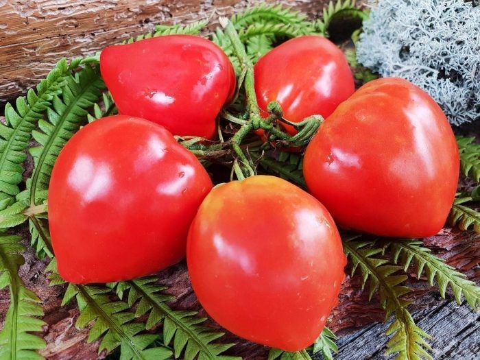 Томат Валентинка: идеальный выбор для ранних сборов и консервации